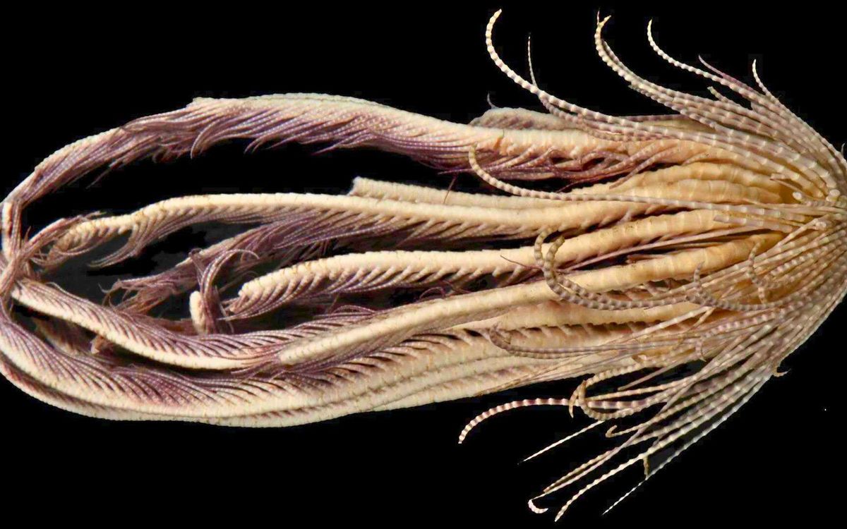 Descubrimiento de una criatura marina con 20 brazos aterró a los científicos en la Antártida Descubrimiento de una criatura marina con 20 brazos aterró a los científicos en la Antártida