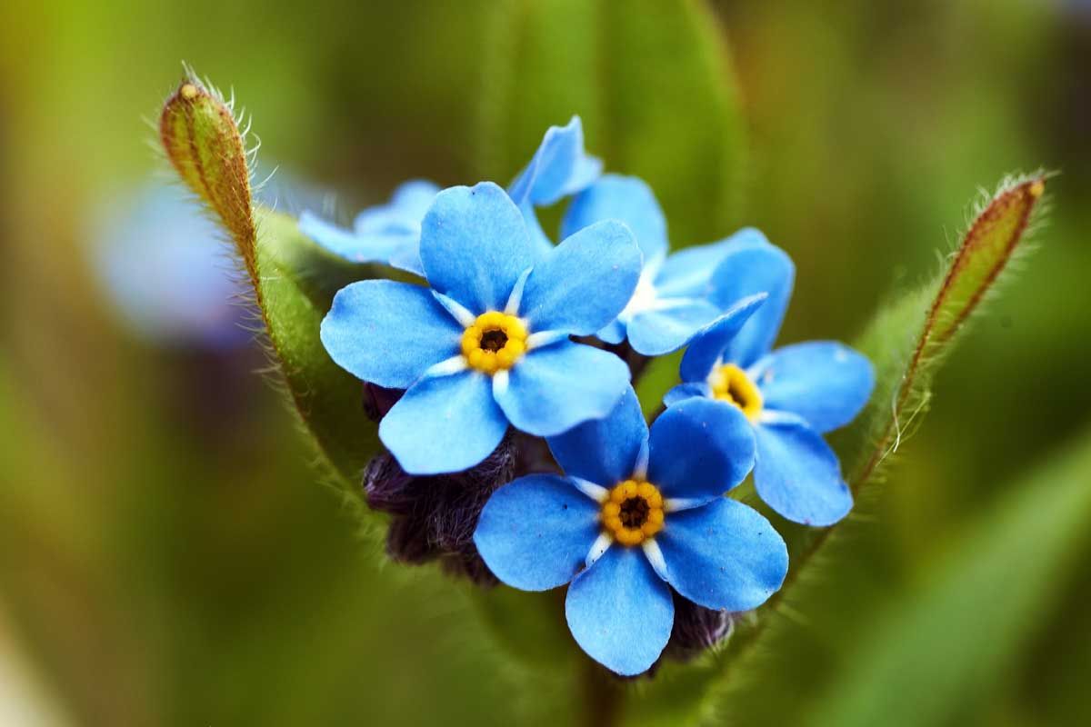 Las encantadoras flores que llenan de color el jardín. Imagen: Pexels.