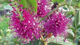 Cultiva esta planta si quieres tener flores y mariposas en tu jardín. Imagen: Freepik.