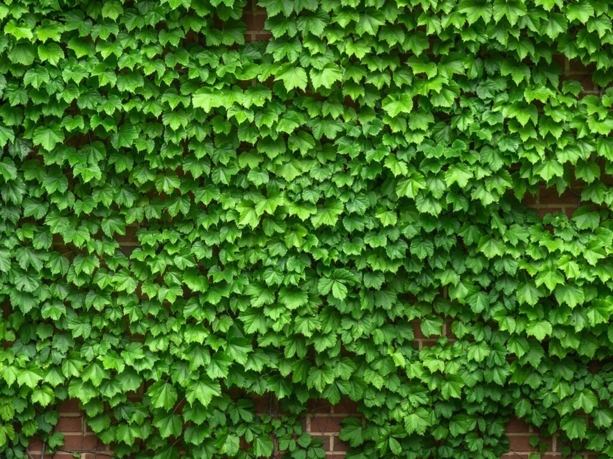 La canela puede darle grandes beneficios a tu jardín. La canela puede darle grandes beneficios a tu jardín. 