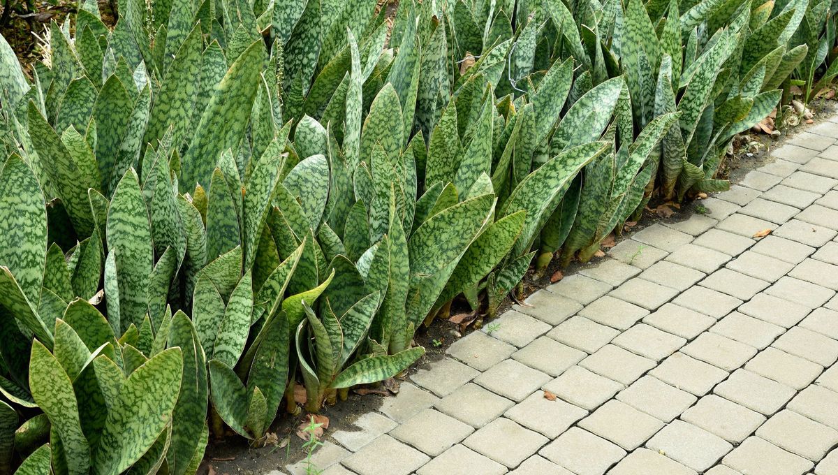 Tu planta lengua de suegra debe estar sana y cuidada para que traiga energías positivas e interrumpa el flujo negativo. Fuente: Canva. Tu planta lengua de suegra debe estar sana y cuidada para que traiga energías positivas e interrumpa el flujo negativo. Fuente: Canva.