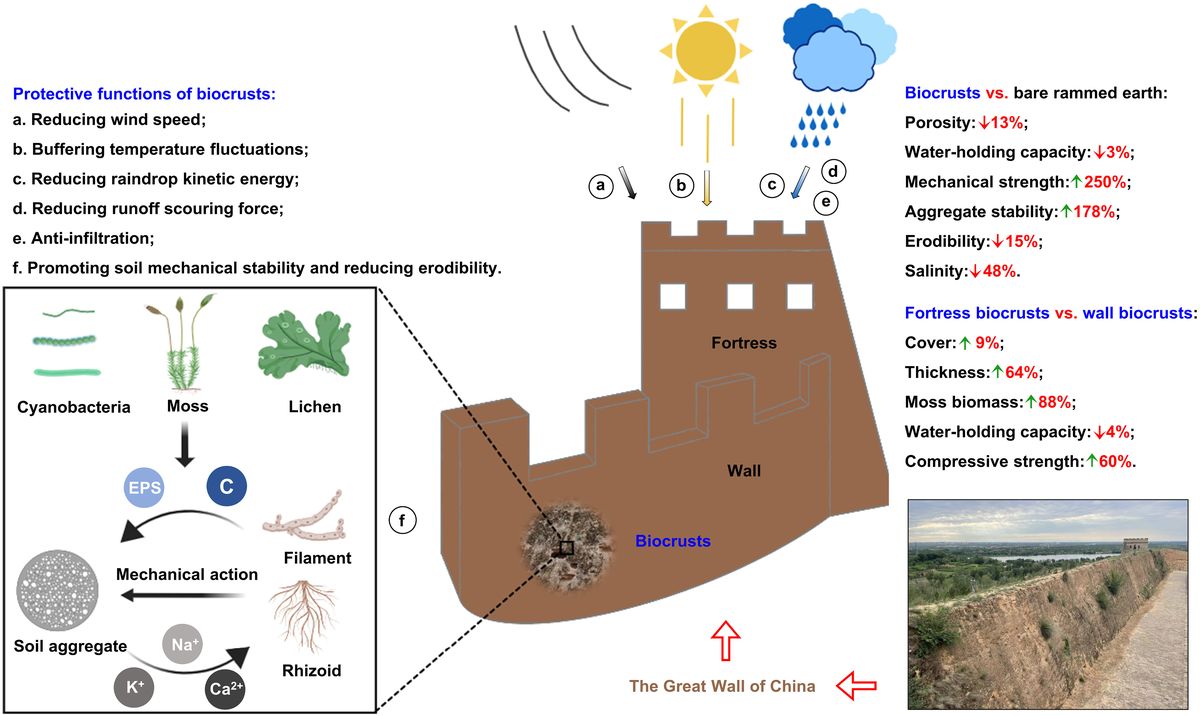 Los científicos explicaron cómo funciona la Los científicos explicaron cómo funciona la