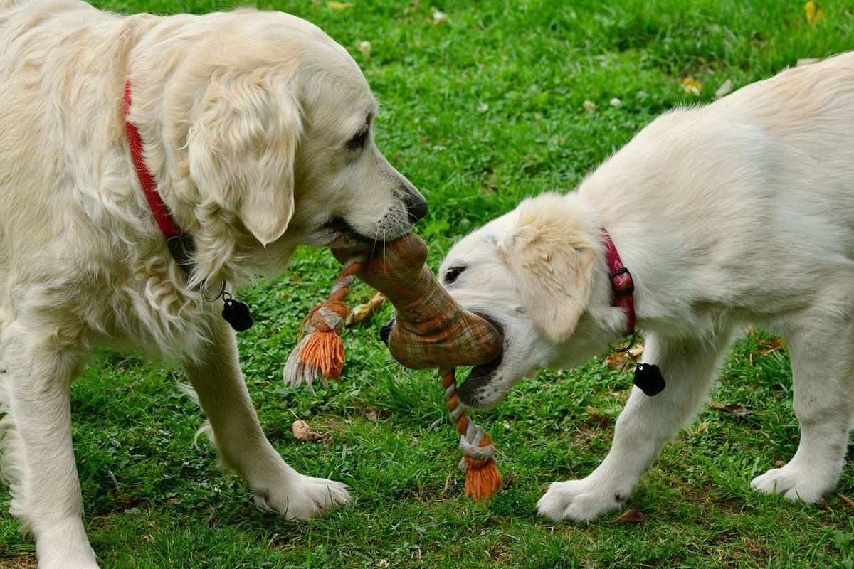 Qupe debés hacer para que tu perro viva más tiempo. Qupe debés hacer para que tu perro viva más tiempo.