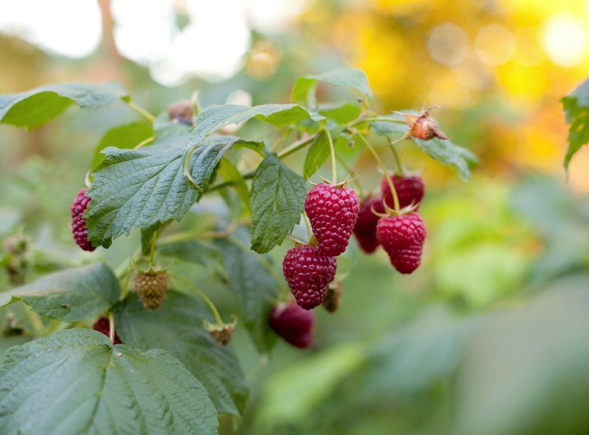 Cultiva un frambueso en el jardín de casa. Imagen: Pexels
