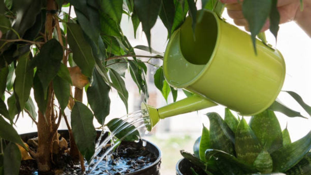 Estas claves potenciarán el crecimiento de tus plantas. Estas claves potenciarán el crecimiento de tus plantas.