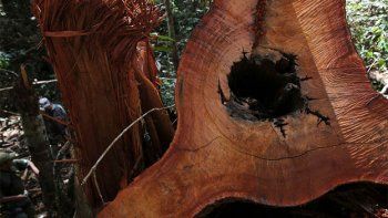 La mitad de los árboles del Amazonas, en peligro de extinción