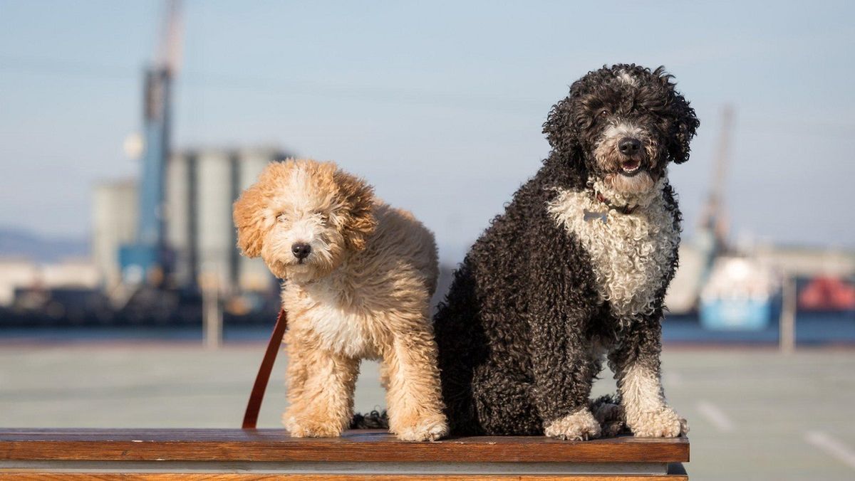 Los perros de agua son muy activos y hay que cuidar su pelaje