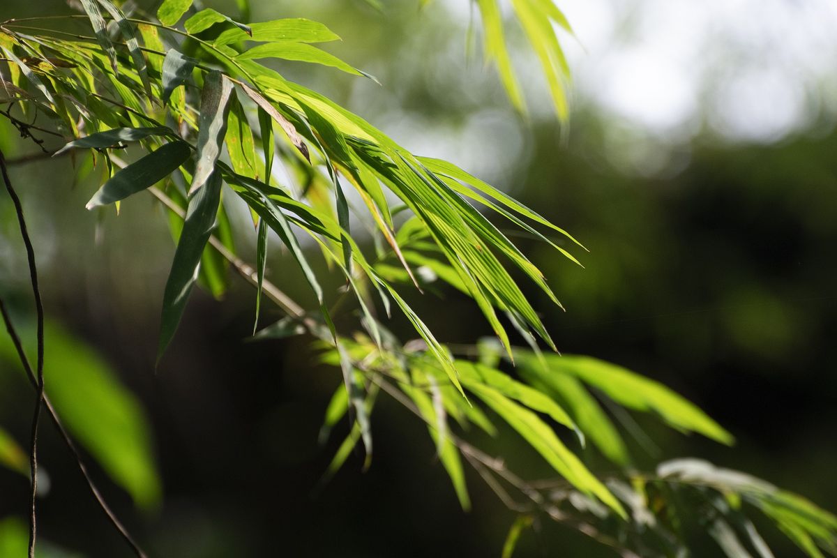La planta de más rápido crecimiento en el mundo trae buena fortuna y suerte