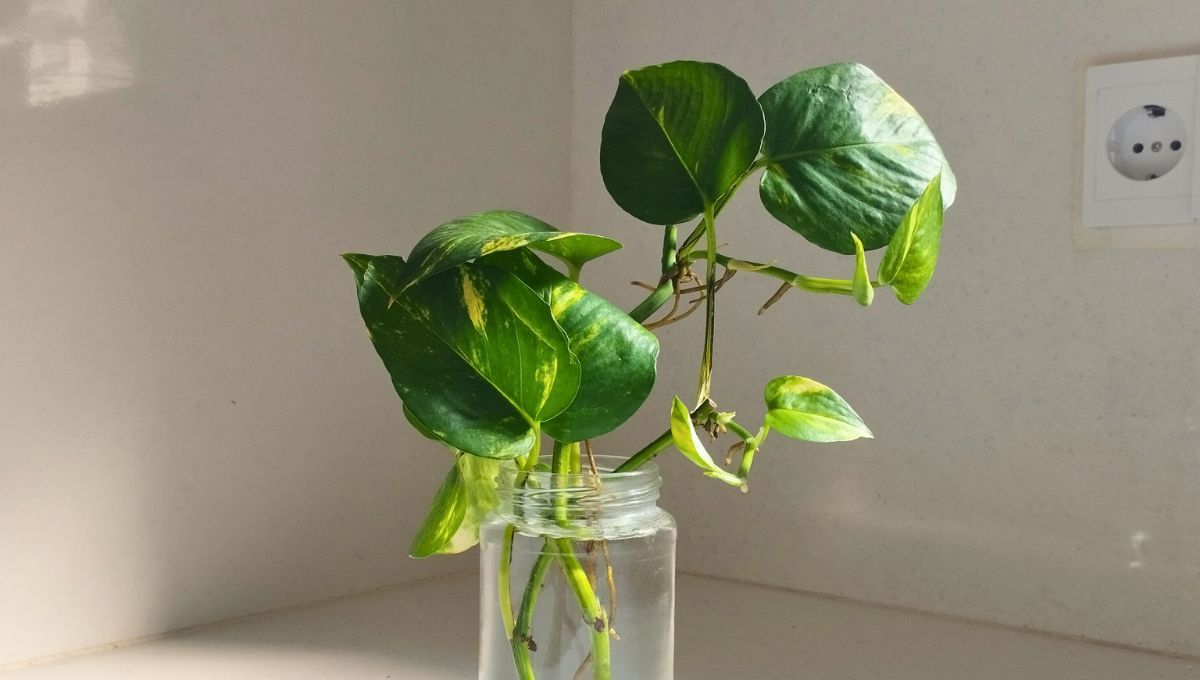 El potus es una de las plantas más nobles para tener y su significado desde el feng shui es muy importante. El potus es una de las plantas más nobles para tener y su significado desde el feng shui es muy importante.