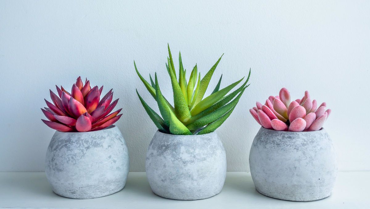 La planta que atrae buena energía y es ideal para espacios pequeños