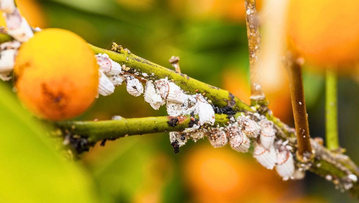 Es necesario estar muy atento al naranjo para evitar plagas y problemas que afecten su producción y crecimiento. Es necesario estar muy atento al naranjo para evitar plagas y problemas que afecten su producción y crecimiento.