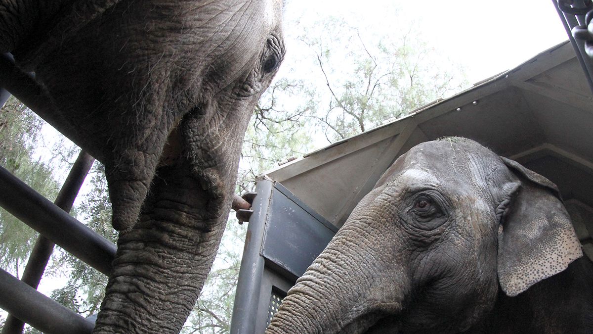 Elefantes rumbo a la libertad. Las hembras -madre e hija- Pocha y Guillermina