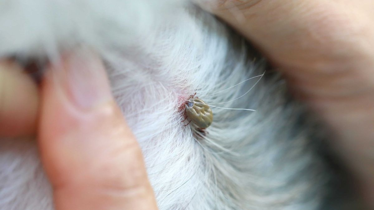 The solution to kill ticks on your pets