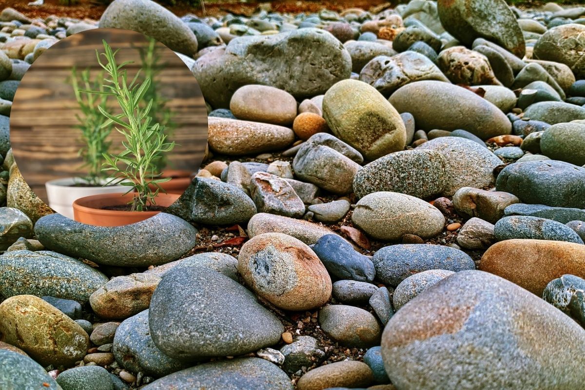 Las piedras de río pueden ser muy beneficiosas para la planta de romero.
