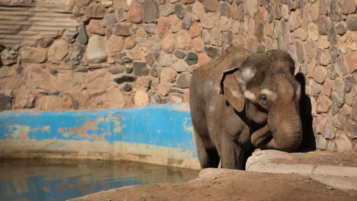 Tamy llegó al Ecoparque de Mendoza el 1984 y era entrenado para ser llevado al Santuario de Brasil. Tamy llegó al Ecoparque de Mendoza el 1984 y era entrenado para ser llevado al Santuario de Brasil.