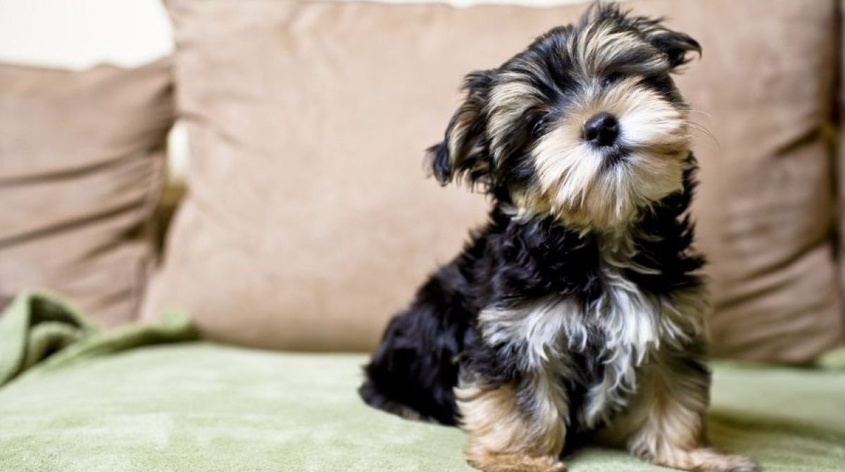 El Yorkshire Terrier estará fascinado de acostarse a ver una serie