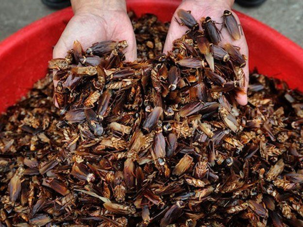 El próspero negocio de criar cucarachas