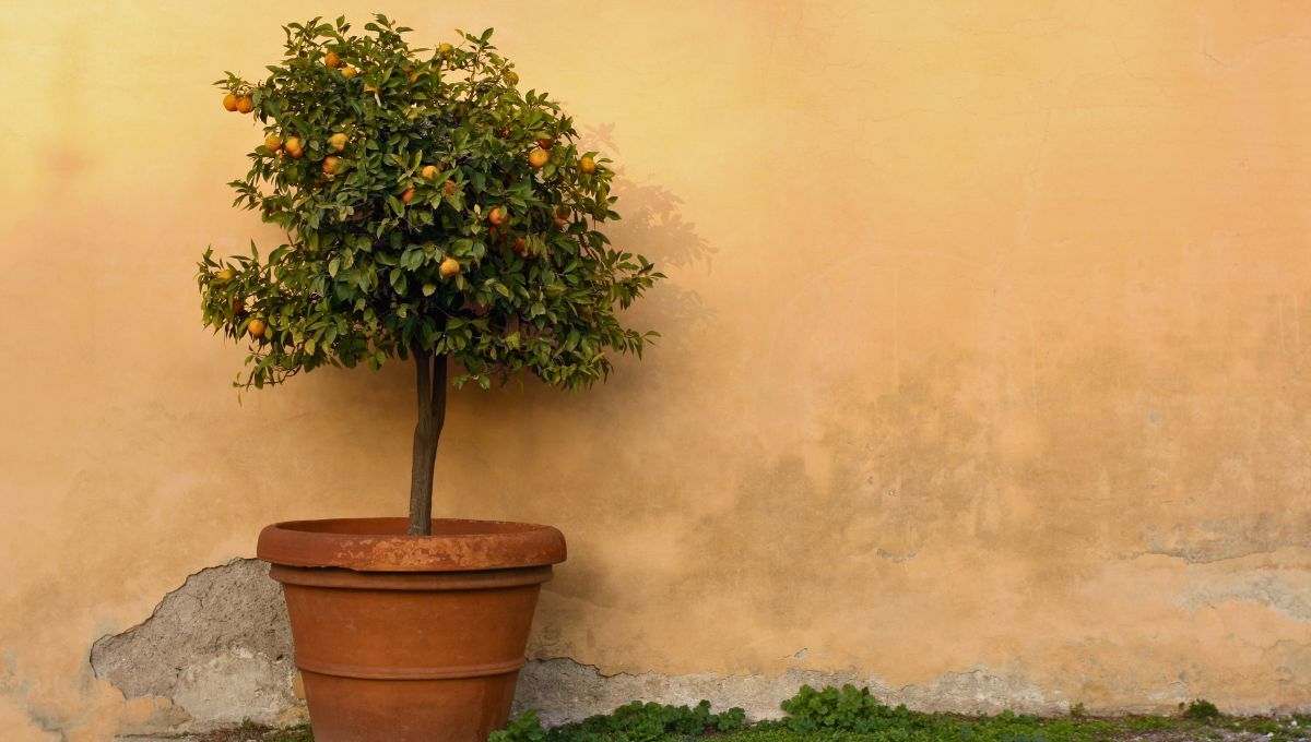 Este árbol milenario es símbolo de prosperidad, bienestar y armonía. Este árbol milenario es símbolo de prosperidad, bienestar y armonía.