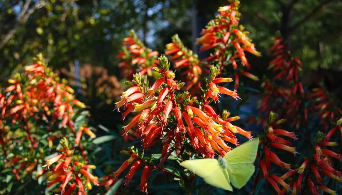 La planta produce pequeñas flores naranjas, amarillas, blancas o lilas, y hojas pequeñas. La planta produce pequeñas flores naranjas, amarillas, blancas o lilas, y hojas pequeñas.