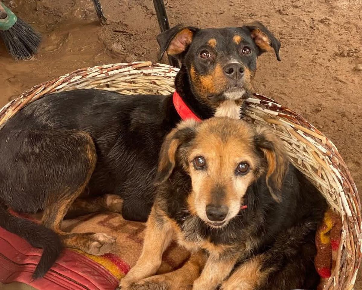 Beatriz explicó que necesitan mano de obra para terminar las reparaciones en el predio y poder llevarles agua a todos los perros. Beatriz explicó que necesitan mano de obra para terminar las reparaciones en el predio y poder llevarles agua a todos los perros.