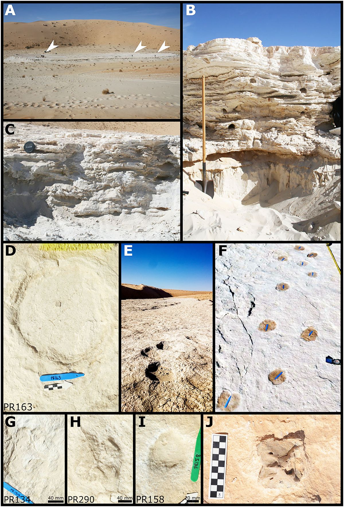El análisis de las pisadas revela que estos grupos compartieron el ecosistema con grandes mamíferos como elefantes y camellos en un periodo donde el desierto era un territorio verde y húmedo, lo que representa un descubrimiento clave para documentar la historia de las migraciones de nuestra especie fuera del continente africano. El análisis de las pisadas revela que estos grupos compartieron el ecosistema con grandes mamíferos como elefantes y camellos en un periodo donde el desierto era un territorio verde y húmedo, lo que representa un descubrimiento clave para documentar la historia de las migraciones de nuestra especie fuera del continente africano.