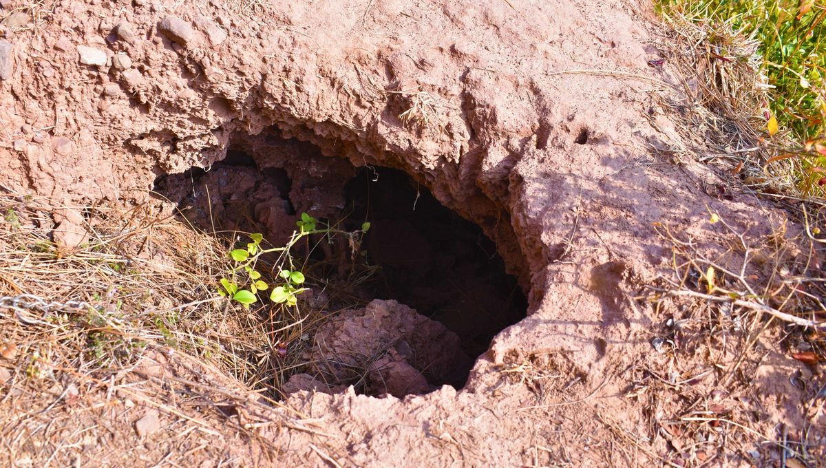 El primer paso para resolver este misterio es observar con atención el entorno y las características de los agujeros. El primer paso para resolver este misterio es observar con atención el entorno y las características de los agujeros. 