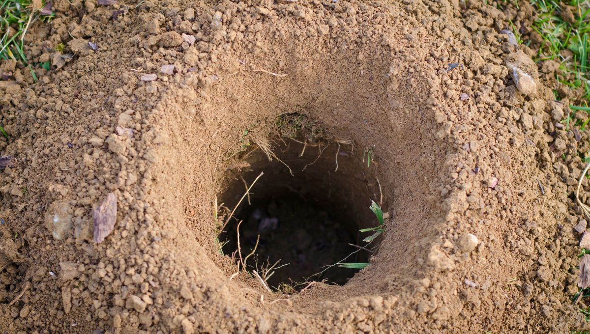 Si encuentras estos agujeros en tu jardín