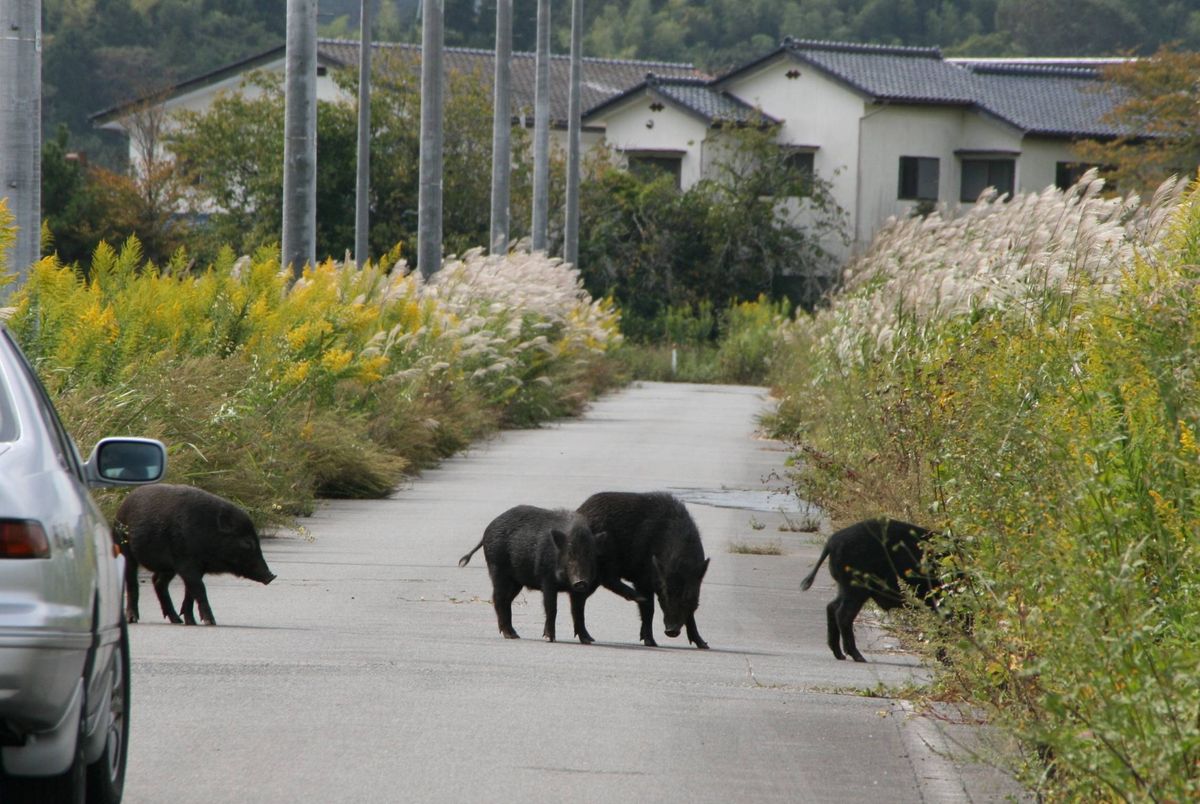 Japón no puede controlar el crecimiento de la población de jabalíes.