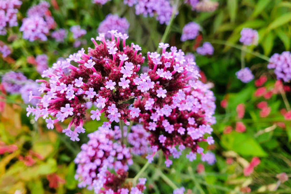 Verbena. Verbena.