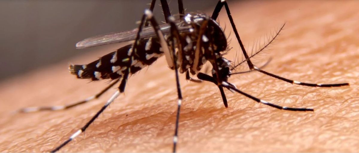 Los contagios por dengue van en aumento en todo el país, y en Mendoza se dieron dos muertes de personas que estaban cursando la enfermedad. Los contagios por dengue van en aumento en todo el país, y en Mendoza se dieron dos muertes de personas que estaban cursando la enfermedad.