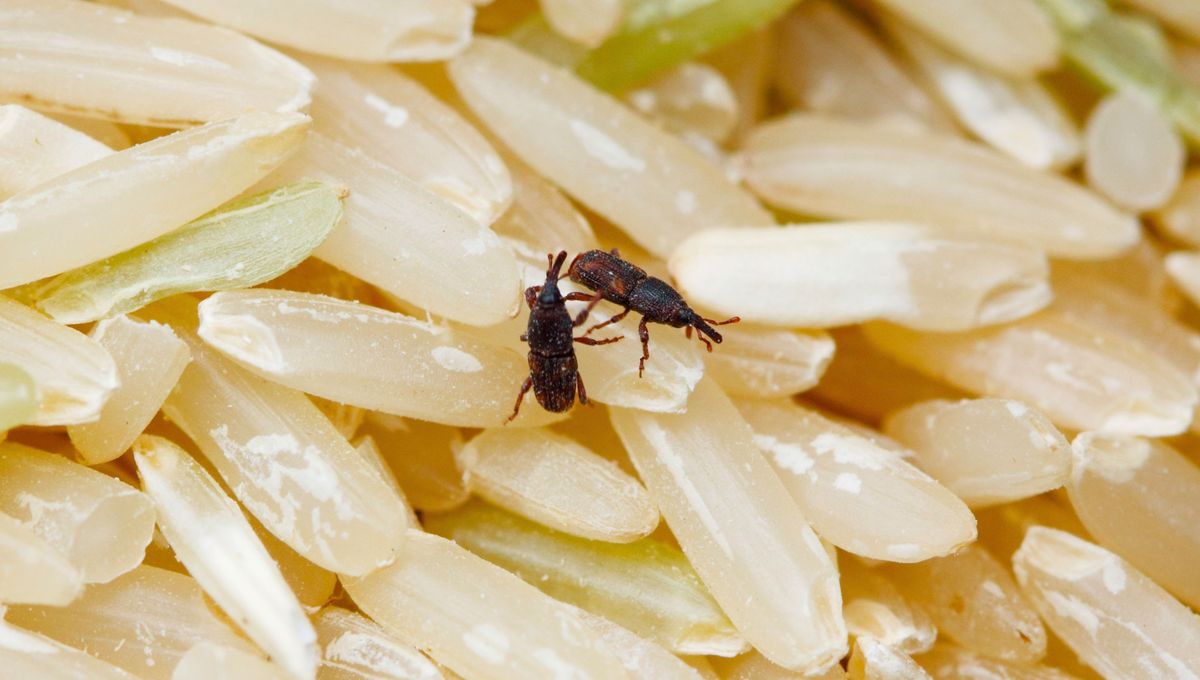 Por qué aparecen gorgojos en el arroz.
