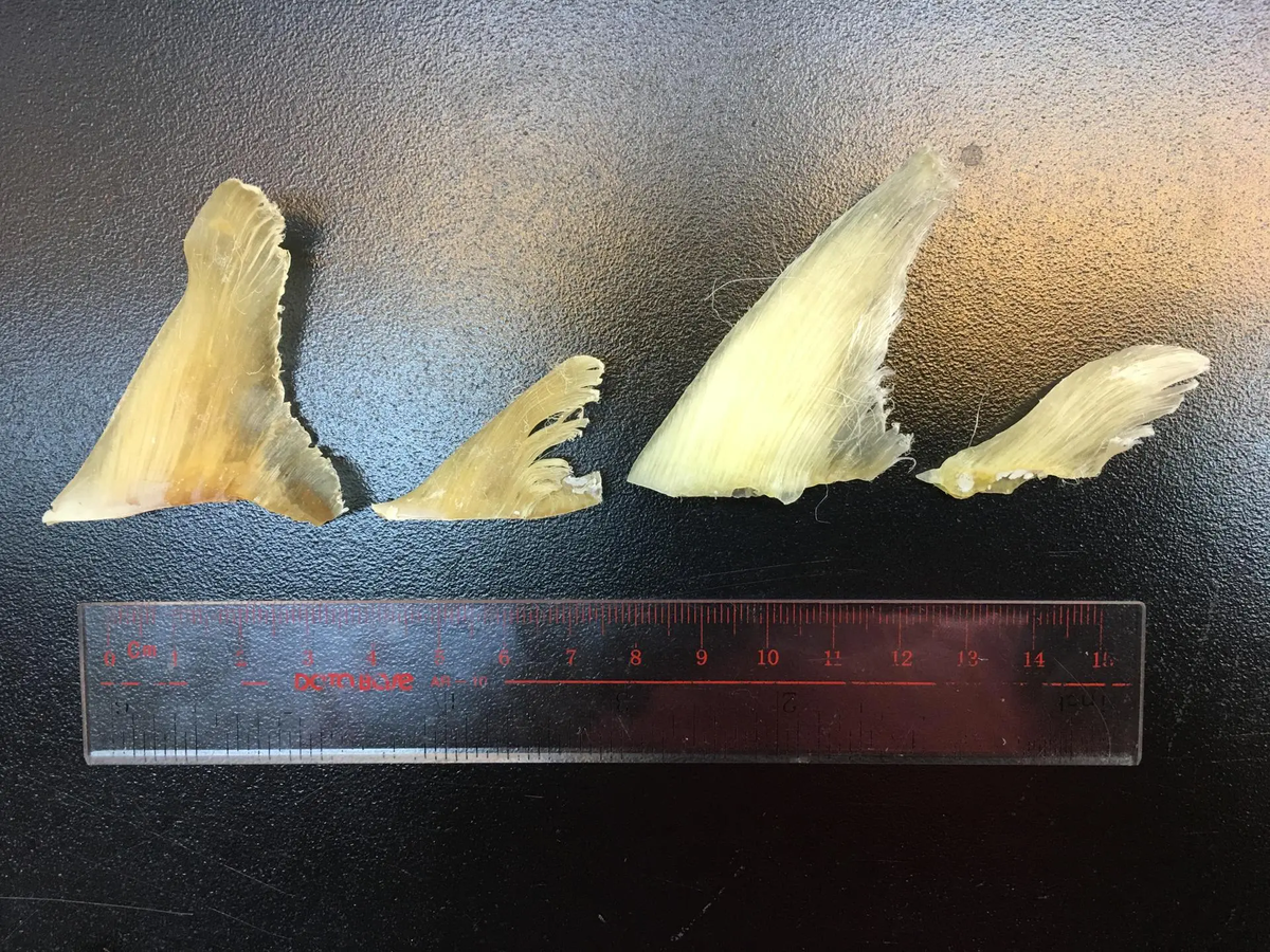 Debido al comercio se explotan distintas especies de animales. Debido al comercio se explotan distintas especies de animales.