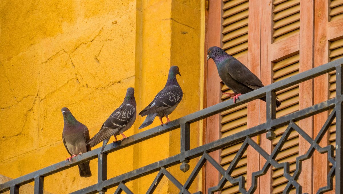 Ver una paloma en casa puede ser buena señal. Ver una paloma en casa puede ser buena señal.