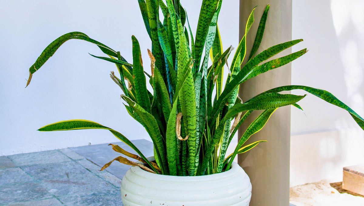 De acuerdo al Feng Shui, la lengua de suegra no debe estar en ciertos lugares y en otros sí. Fuente Canva De acuerdo al Feng Shui, la lengua de suegra no debe estar en ciertos lugares y en otros sí. Fuente Canva