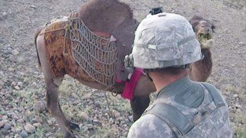¿Ha sido el karma?: Un camello patea a un soldado