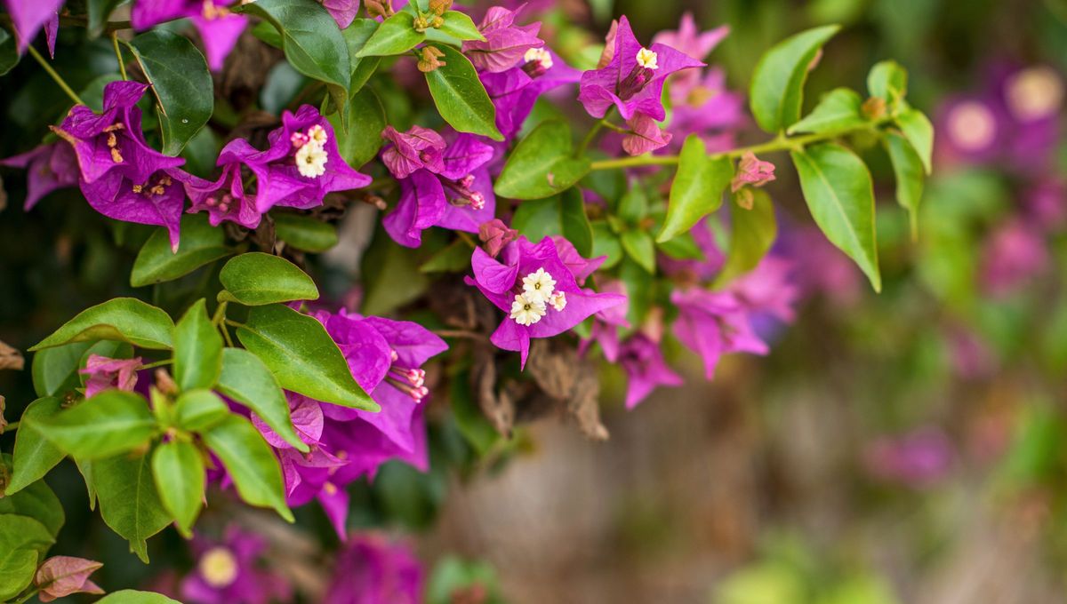 Aporta más de 10 beneficios: por qué recomiendan consumir la planta Bugambilia o Santa Rita