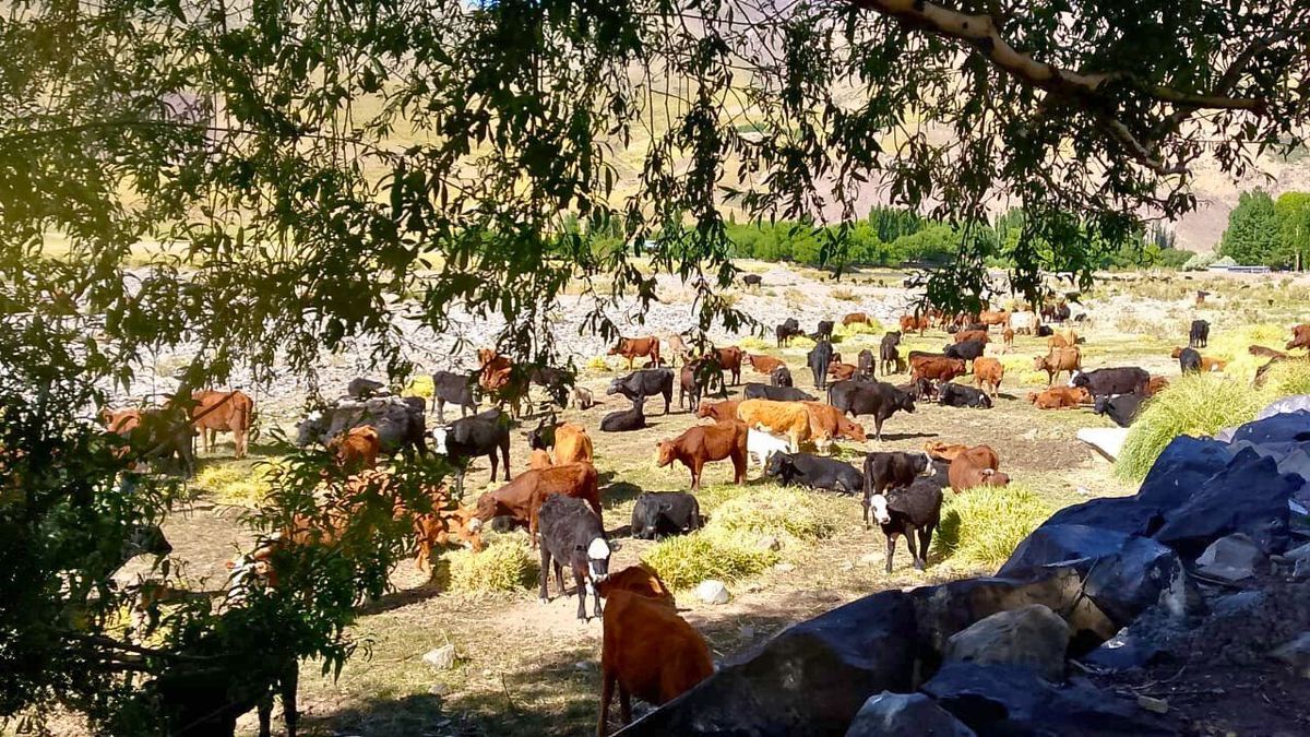 Los animales, en plena veranada. Los animales, en plena veranada.