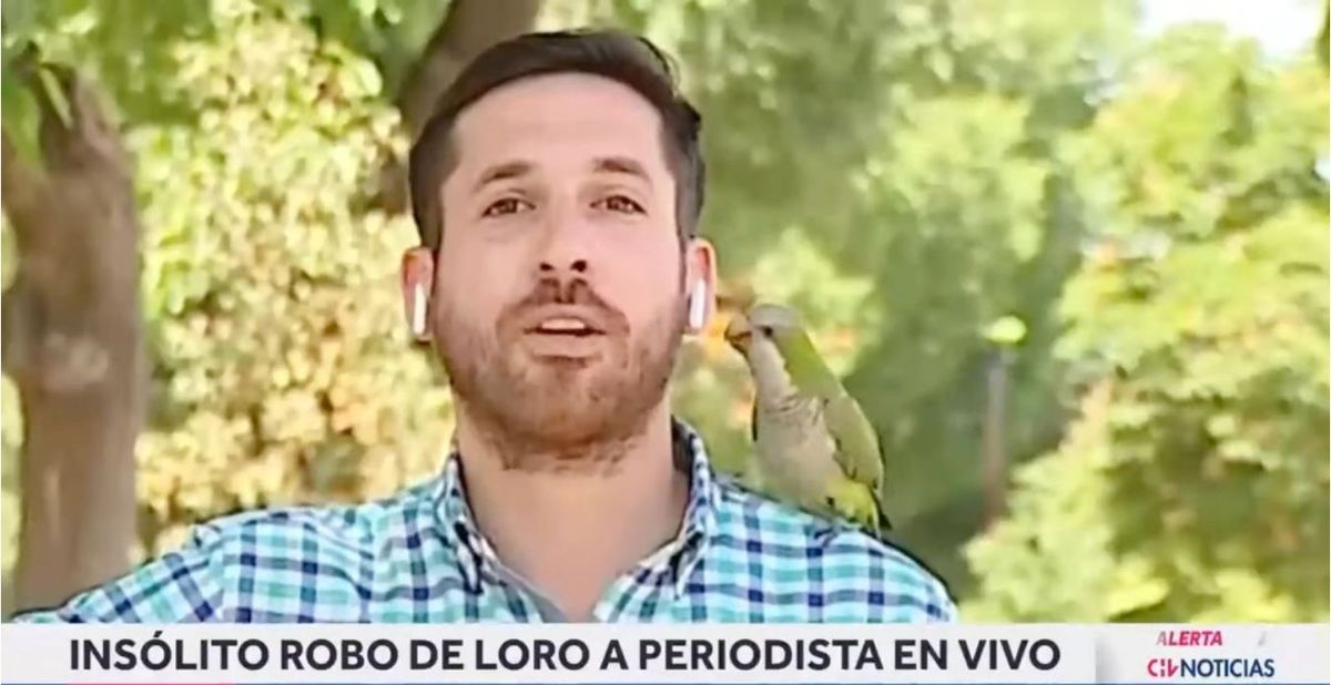 Loro ladrón. Video: un loro asaltó a un periodista al aire.
