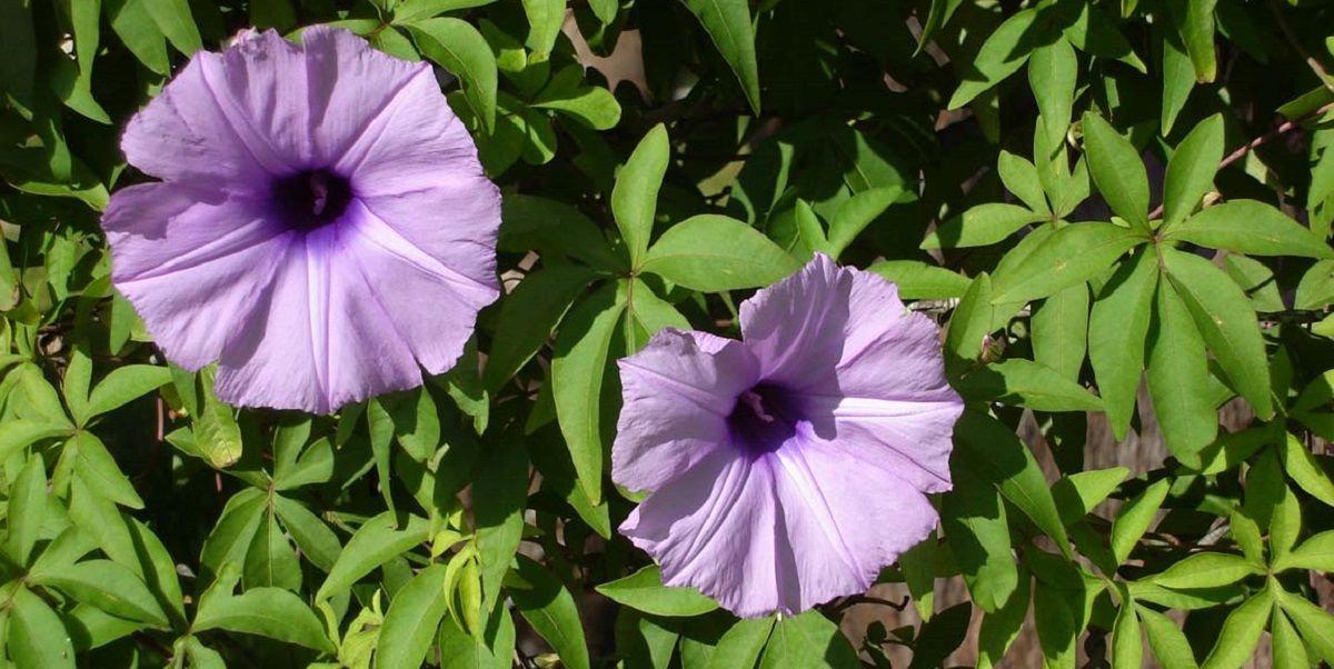 La planta trepadora que crece en tiempo récord y es perfecta para crear un jardín vertical.