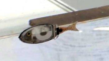 Japoneses inventaron peces robot