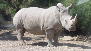 Murió el último macho de rinoceronte blanco del norte