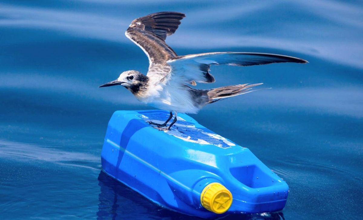 Un nuevo estudio revela el peligro que enfrentan las aves del océano