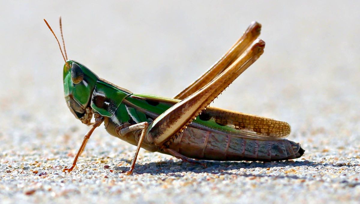 Si escuchaste y viste un saltamontes en tu casa o jardín durante el día, te contamos qué significa y por qué es bueno