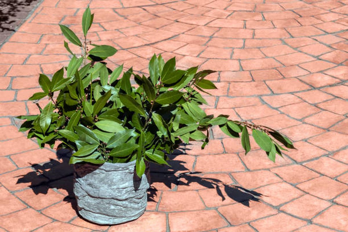 Esto dice el Feng Shui sobre el laurel. Esto dice el Feng Shui sobre el laurel.