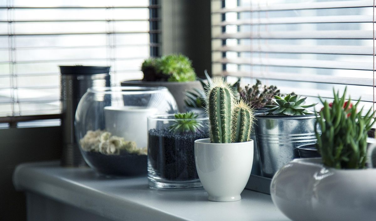Las plantas de interior son mucho más que un recurso estético. Imagen: Pixabay. Las plantas de interior son mucho más que un recurso estético. Imagen: Pixabay.