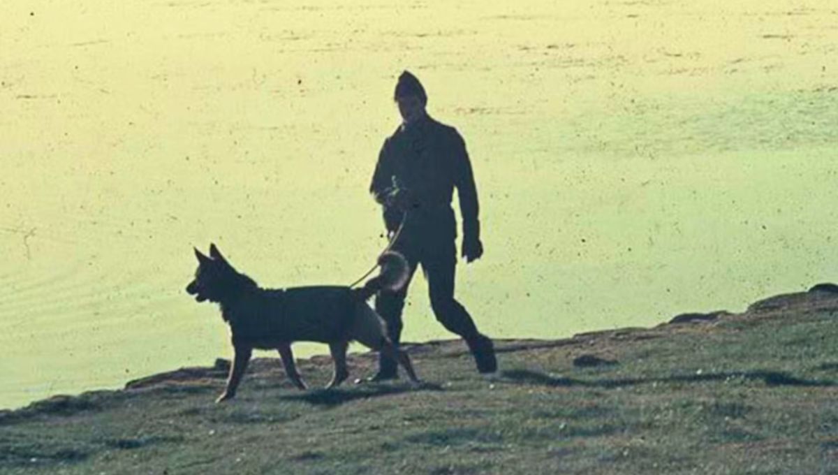 Héroe: la historia de Tom, el perro callejero que salvó vidas en Malvinas