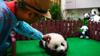 Presentaron al segundo panda nacido en el zoo de Kuala Lumpur