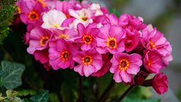 Tres plantas que florecen en invierno. Imagen: Pexels.