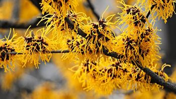 El árbol que se puede cultivar en maceta y se llena de color en otoño El árbol que se puede cultivar en maceta y se llena de color en otoño