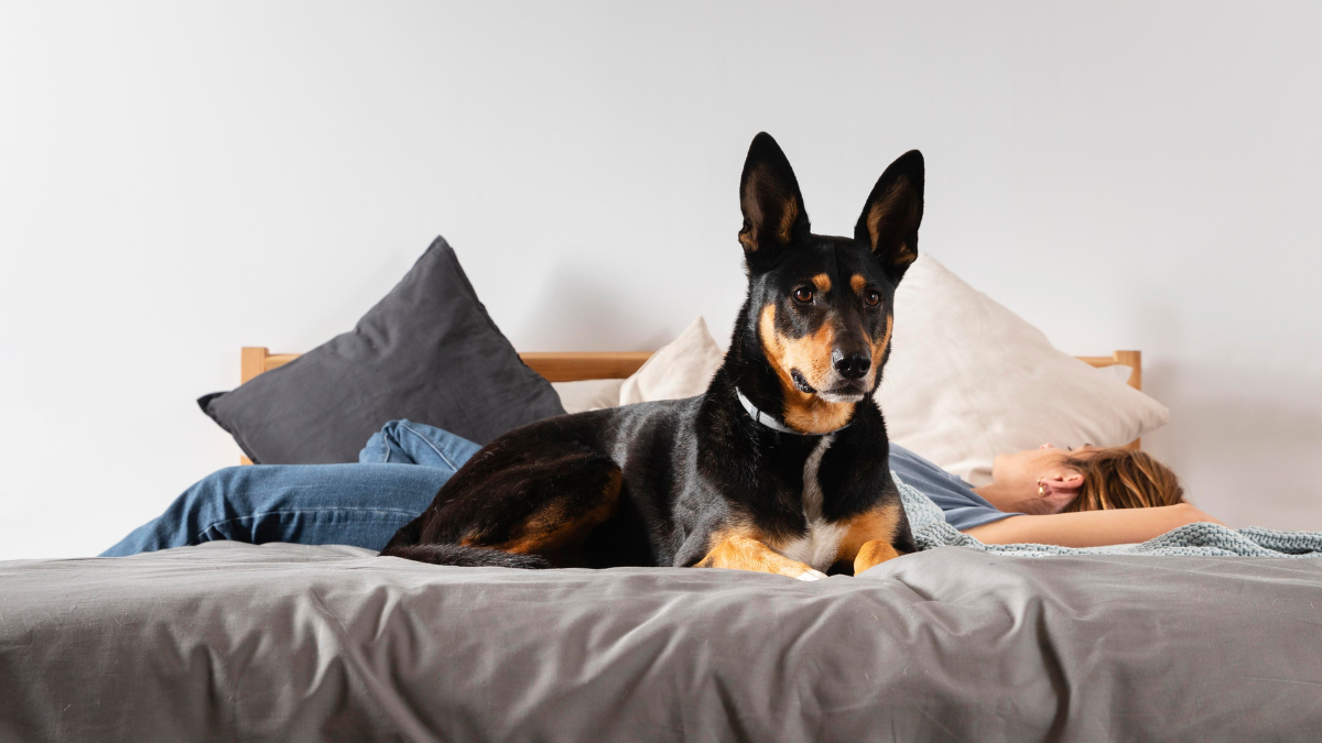 Qué hacer y qué no hacer cuando te reencuentras con tu perro en casa, según los expertos